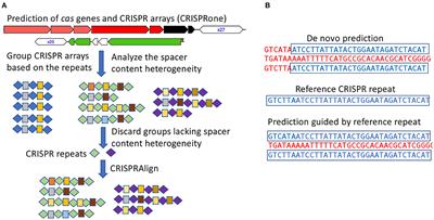 Comparison of CRISPR–Cas Immune Systems in Healthcare-Related Pathogens